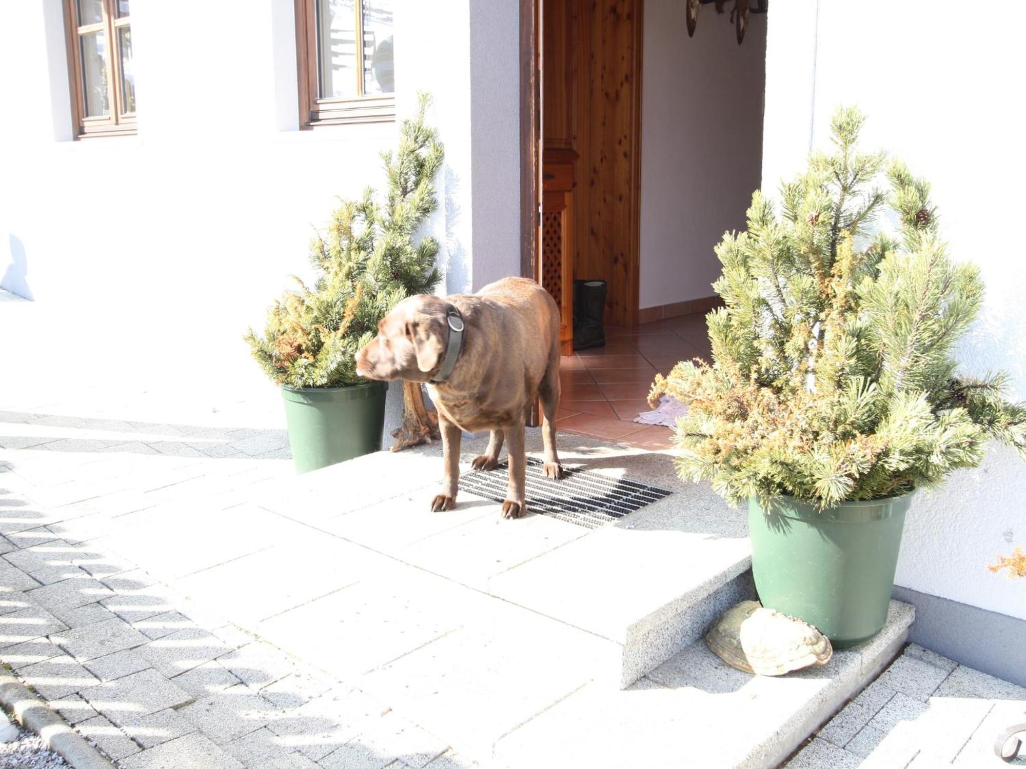 Charming Holiday Home In H Ttau With Barbecue Hüttau Esterno foto